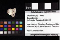 Foto (Objket + Etiketten) von Decapoda indet. 